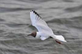 <p>RACEK CHECHTAVÝ (Chroicocephalus ridibundus) - jižní Morava ---- /Black-headed gull - Lachmöwe/</p>